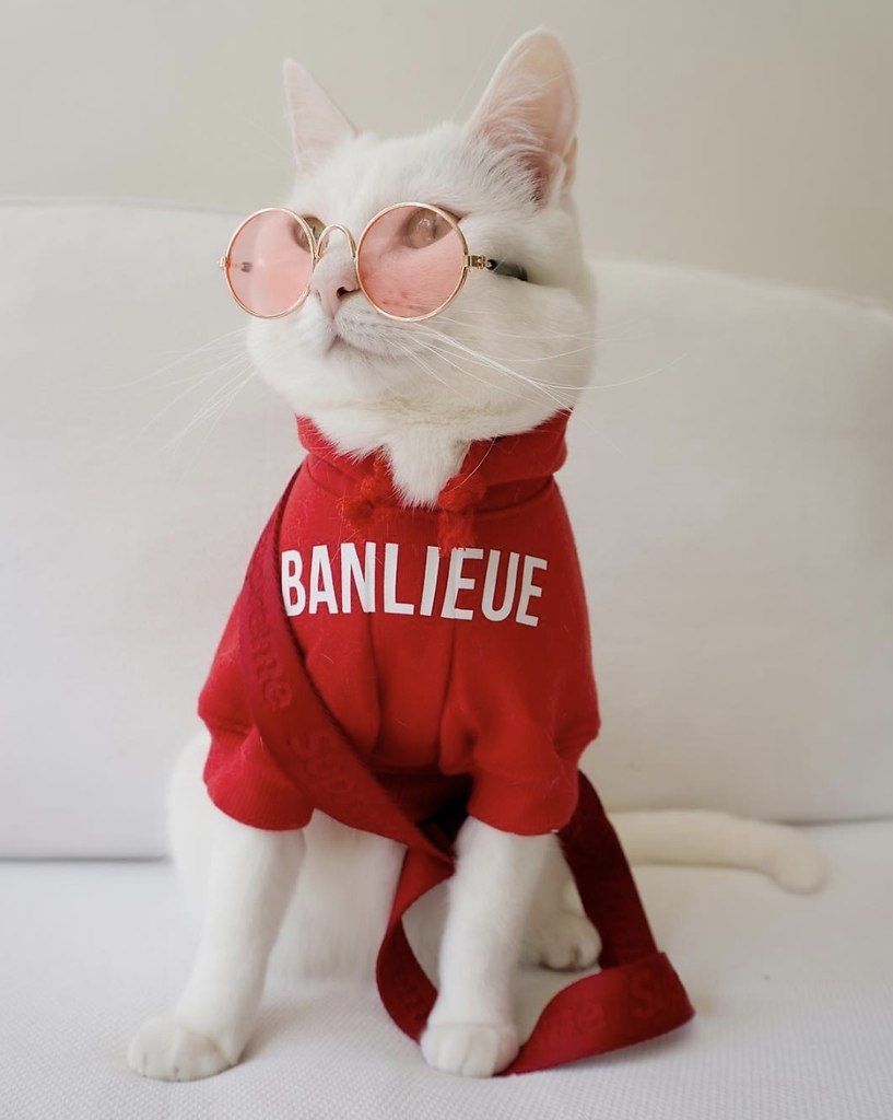 Zappa - ������ �����, ������������� ������� ������ �����.����������� ����� ����� - �������� ... - 7