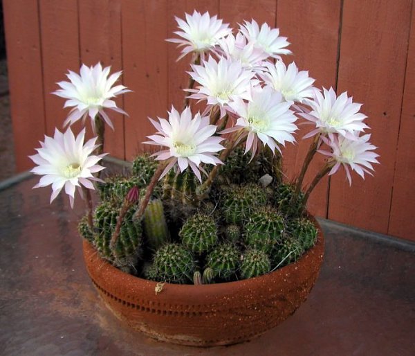 . (Echinopsis)     (Cactaceae).   ... - 2