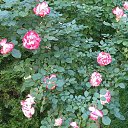  Kseniya, , 55  -  5  2019    