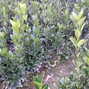 ���� Vuqar, ����, 56 ��� - ��������� 12 ������� 2019