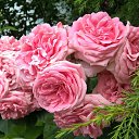 ���� �����, ����, 46 ��� - ��������� 2 ���� 2019 � ������ ���� ����������