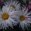 ���� �����, �����, 55 ��� - ��������� 21 ������� 2019 � ������ ���� ����������