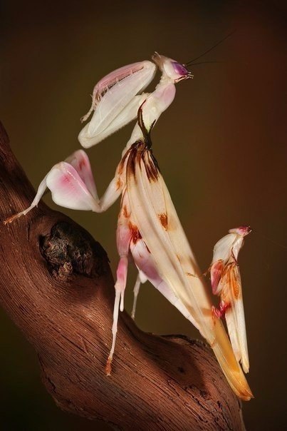     Hymenopus coronatus -  ,   ... - 2