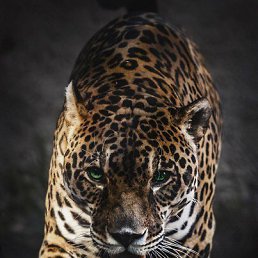 Metis, ������, 46 ���