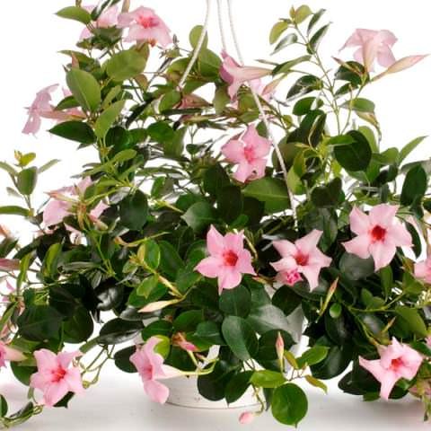 . (Dipladenia),      (Mandevilla),  ...