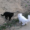 ���� ������, ���������, 57 ��� - ��������� 31 ����� 2019 � ������ ������ ��������