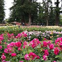  , , 70  -  15  2019   CA_2019_San Jose_Rose Garden_2