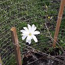   .   .  &ndash;   (. loebneri,  M.stellata M.kobus)           1900 .        1923 .,         .       ,      .          ..     -  (     )