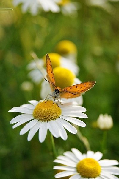  ))).    ,   .    ... - 4