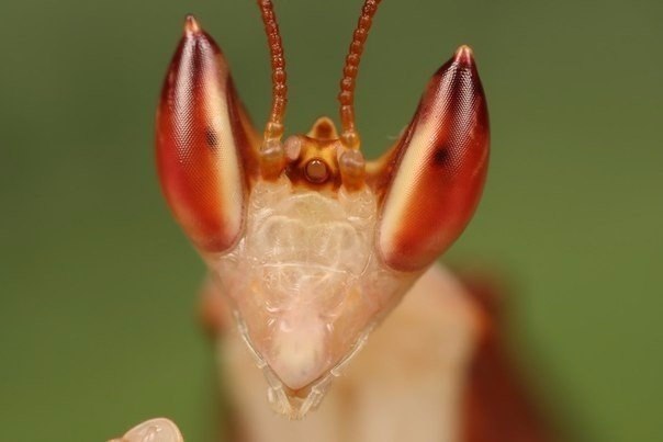     Hymenopus coronatus -  ,   ... - 3