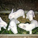 ���� Ashot, ������, 67 ��� - ��������� 10 ���� 2019 � ������ ������ ��������