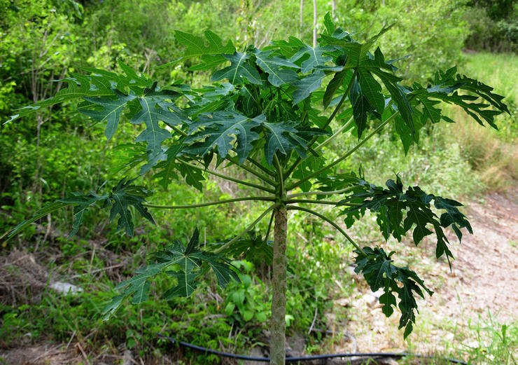 . (Carica papaya)   -  , ... - 2