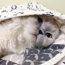 ���� ����, ������, 40 ��� - ��������� 21 ��� 2019 � ������ ���� ����������