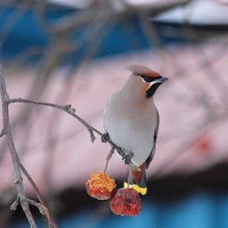 ������, ���, 34 ����