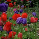 ���� Mesxi, �������, 50 ��� - ��������� 4 ��� 2020