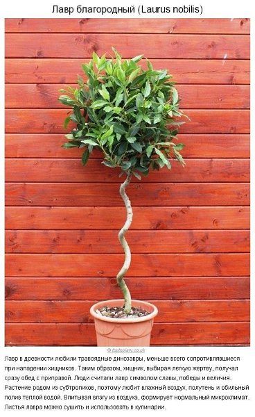 10 paстений для идeaльнoгo микpoклимaтa в доме. Пpoвoдим вpeмя нa caмoизoляции с пользой. Не ... - 9