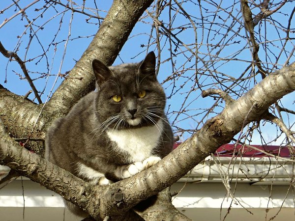 Кот лазает по столу