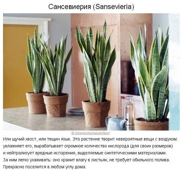 10 paстений для идeaльнoгo микpoклимaтa в доме. Пpoвoдим вpeмя нa caмoизoляции с пользой. Не ... - 7