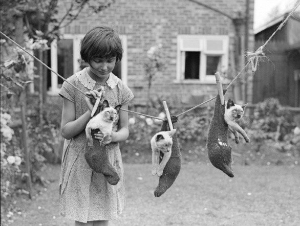 Ретро-фотографии кошек со времен, когда они ещё не были звездами интернета - 5