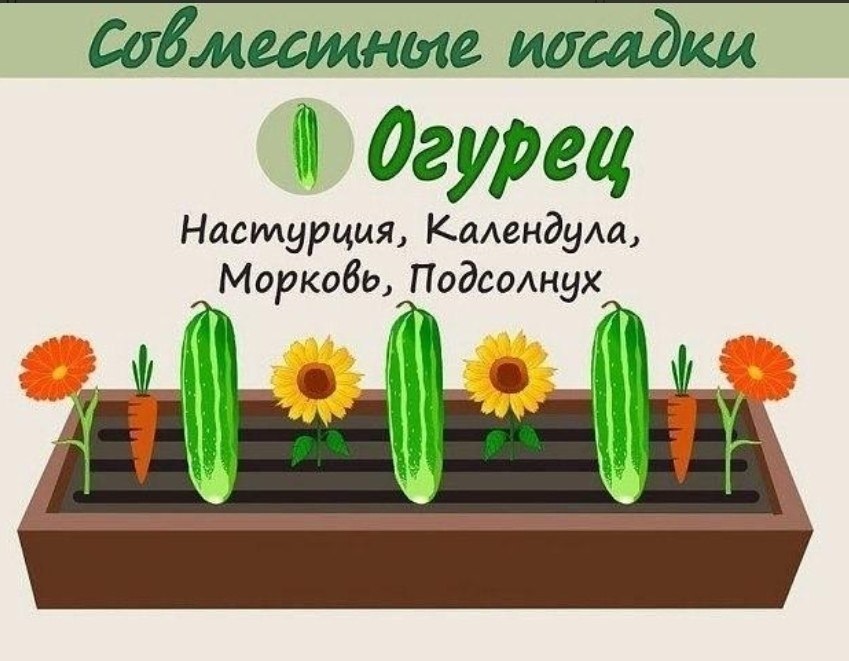 Взаимовыгодное соседство овощей. Овощи на грядке. Совместные посадки овощей на грядке. Совмещённые посадки в огороде. Огурцы соседство