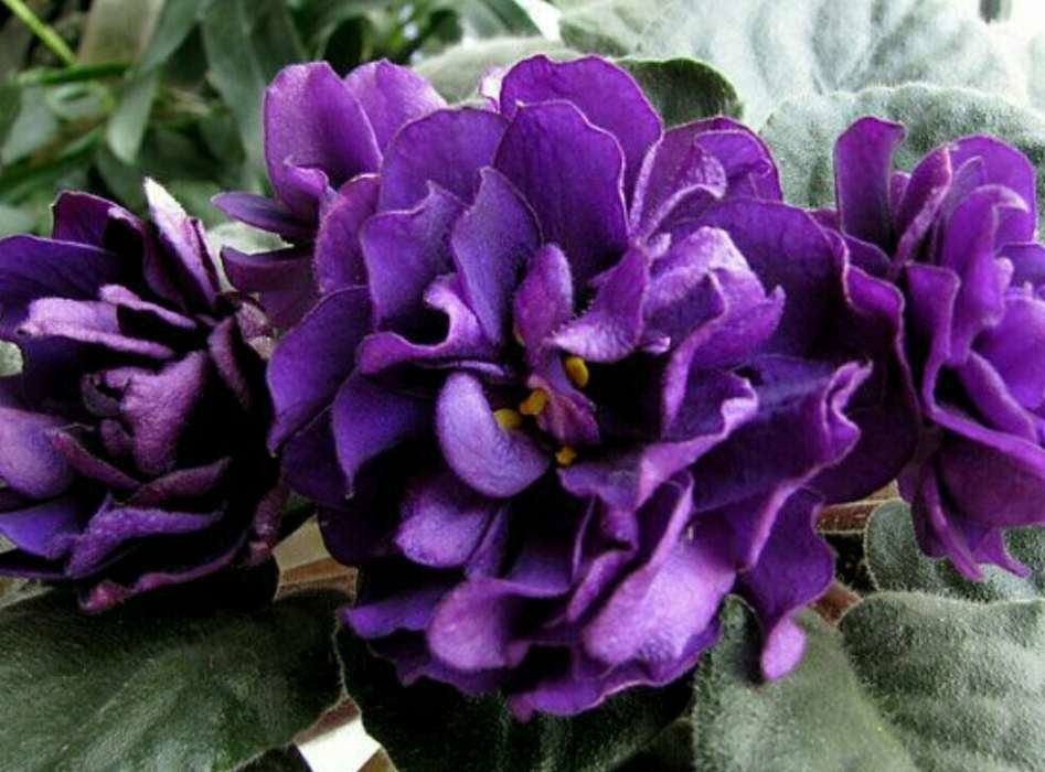   60.  ++. 1.Optimara Neverfloris (R.Holtkamp) 2.  ... - 4