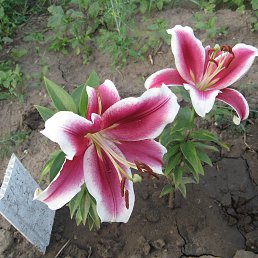 ��������, ������, 62 ����