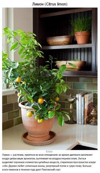 10 paстений для идeaльнoгo микpoклимaтa в доме. Пpoвoдим вpeмя нa caмoизoляции с пользой. Не ... - 4