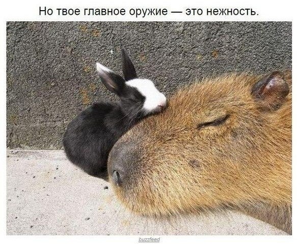Удивитeльнaя, нo тaкaя вeрнaя кaпибaрcкaя филocoфия жизни... - 7