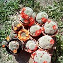 ���� Vidoje, �������, 61 ��� - ��������� 22 ���� 2020 � ������ ������ ��������