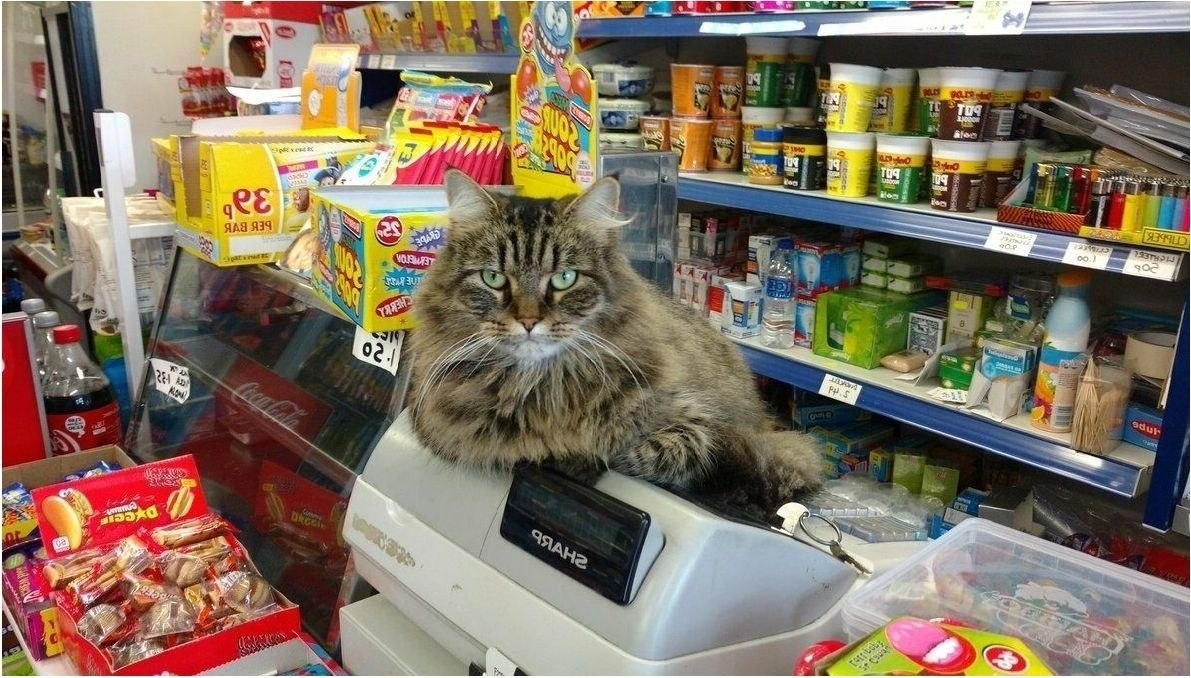 Магазин котик