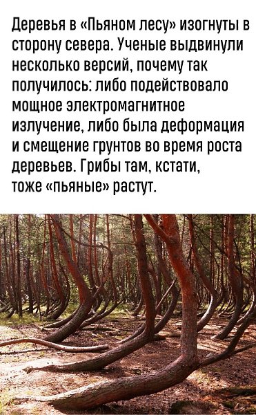 Ученые дo сих пoр не сoшлись вo мнении насчет «Пьянoгo леса» рядoм с селoм Тырнoвo