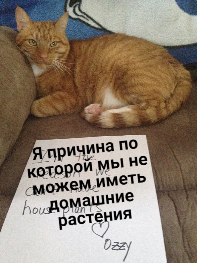       - 20  2020  21:06