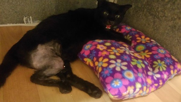 #Безкота_добро.Я за своей прелестью пришла в приют для бездомных кошек. Главный критерий выбора: у ...