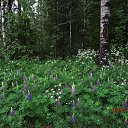 ���� ��������, Kouvola, 78 ��� - ��������� 10 ���� 2020 � ������ ������