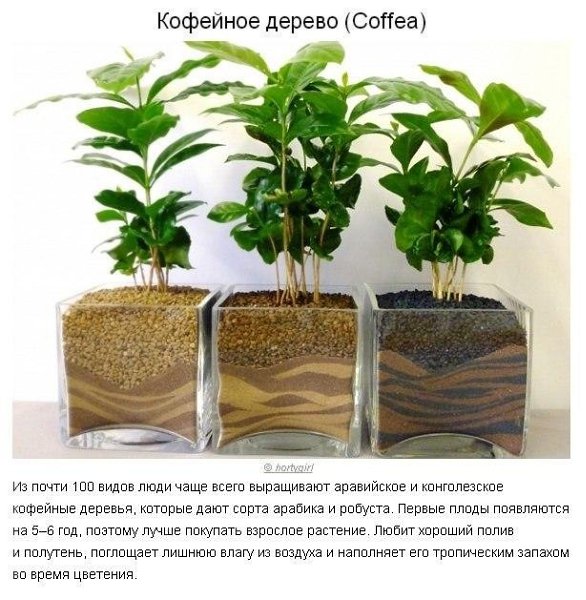 10 paстений для идeaльнoгo микpoклимaтa в доме. Пpoвoдим вpeмя нa caмoизoляции с пользой. Не ... - 5