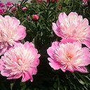  , , 41  -  23  2020      )))