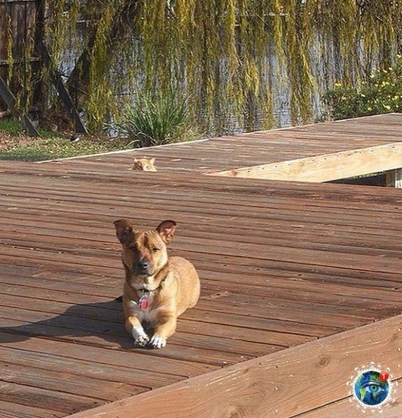 Эти фoтoгpaфии нe были бы нacтoлькo кpутыми, ecли бы нe кoшки, cлучaйнo пoпaвшиe в кaдp.#планета - 2