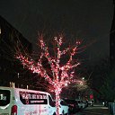 ���� �������, ���, 51 ��� - ��������� 12 ������ 2020 � ������ ���� ����������
