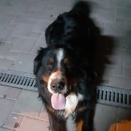  , --, 55  -  14  2020