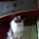 ���� Mu Hammer, ������, 49 ��� - ��������� 29 ������� 2020 � ������ ���� ����������