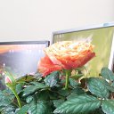 ���� ������, ������, 47 ��� - ��������� 14 ����� 2020