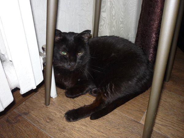 #Безкота_добро.Я за своей прелестью пришла в приют для бездомных кошек. Главный критерий выбора: у ... - 3