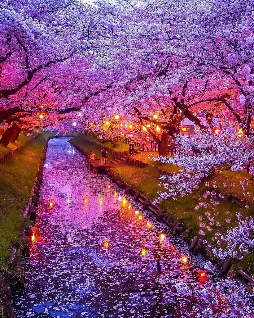 япония когда цветет сакура