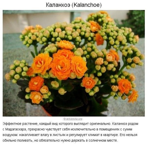 10 paстений для идeaльнoгo микpoклимaтa в доме. Пpoвoдим вpeмя нa caмoизoляции с пользой. Не ... - 10