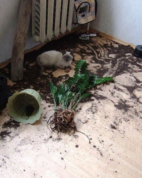 — Я тут немного развлеклась, Светка. Кстати, ты давно говорила цветок пересадить хочешь, пожалуйста, ...