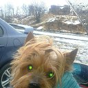 ����� �� ������� ���� ����������