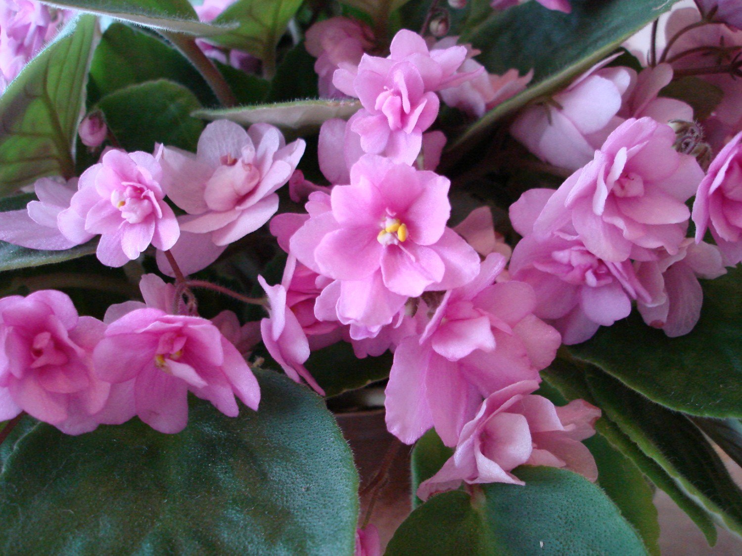   60.  ++. 1.Optimara Neverfloris (R.Holtkamp) 2.  ... - 3