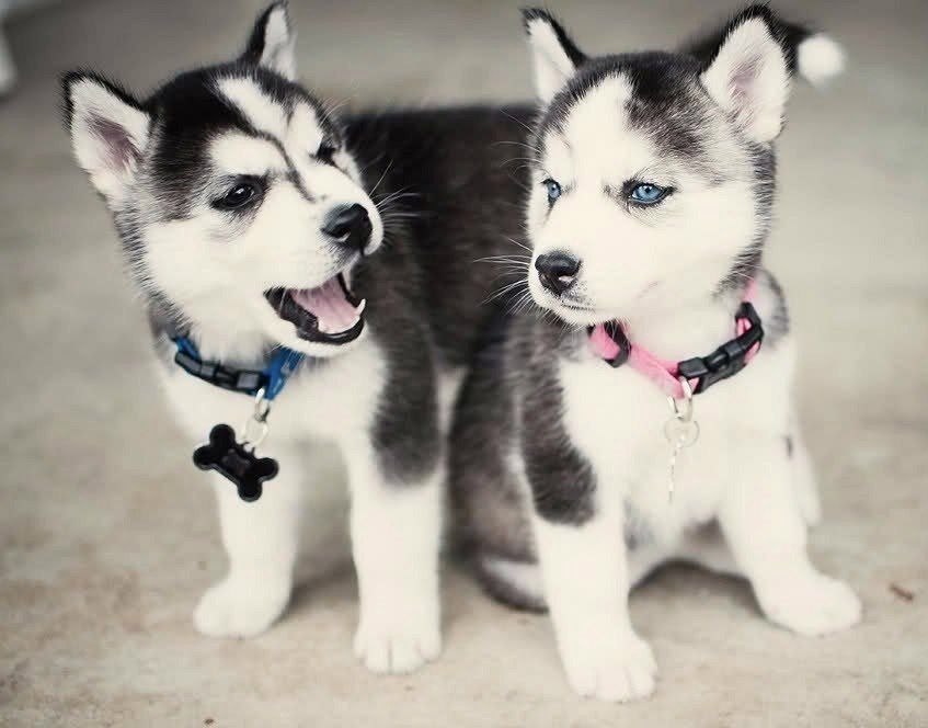 ������ � ����������