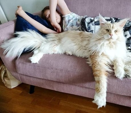 ,    ))   ))