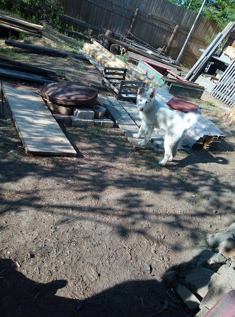 Мои дети, люблю больше жизни. 3 моих счастья - Собаки, №2171037490 ...